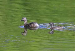 Least Grebe